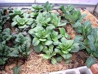 beet bokchoy broccoli in polytunnel