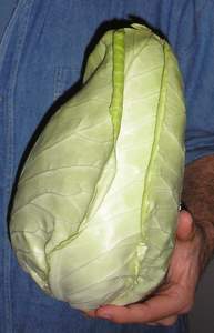 best vegetables to eat cabbage