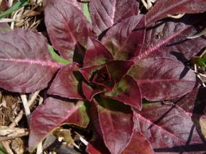 evening primrose rosette