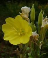 evening primrose benefits