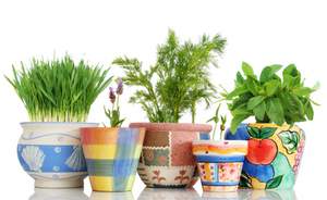 growing herbs indoors