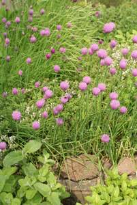 growing herbs