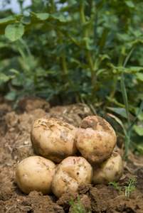 how to grow potatoes in vegetable garden