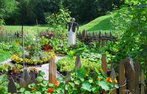 home vegetable garden with scarecrow