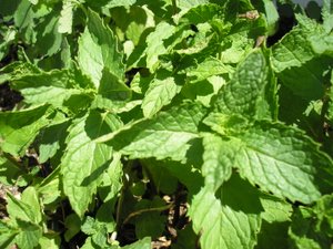 lemon balm uses