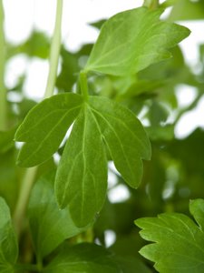 lovage herb