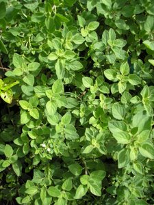 medicinal uses of oregano