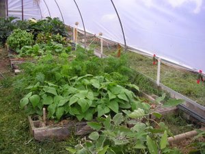 polytunnel ventilation