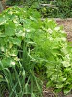 raised bed vegetable garden containing nasturtiums garlic carrots and lettuce