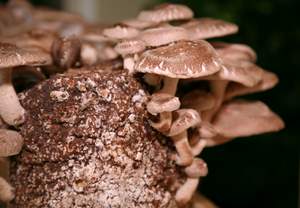 shiitake mushroom log