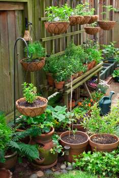 shelf of vegetables and herbs