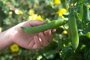vegetable gardens for kids picking peas